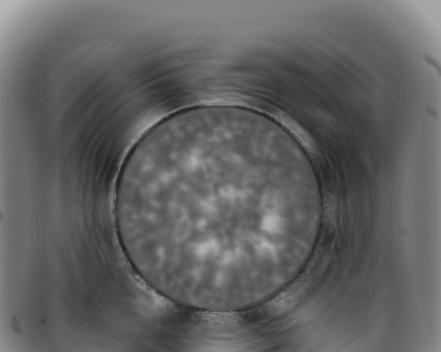 X0000096490856200801311617