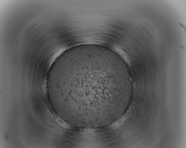 X0000096490875200801311616