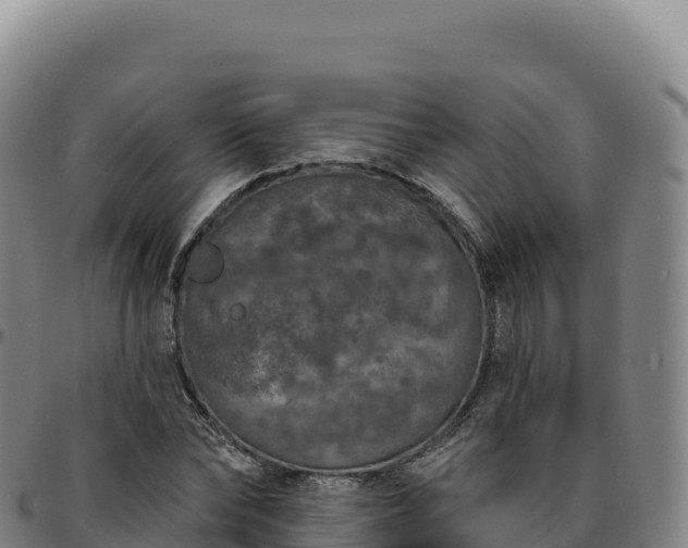 X0000096490878200801311616