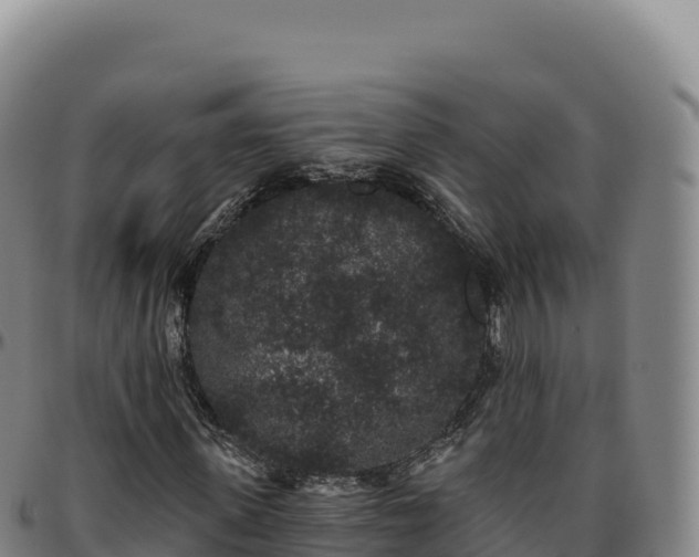 X0000096490915200801311615