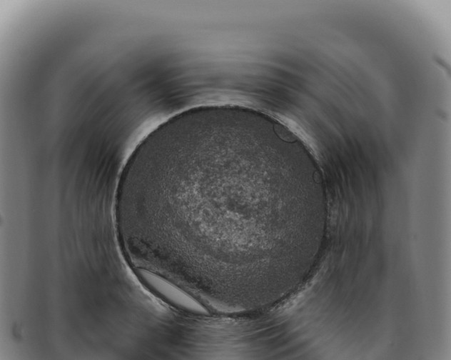 X0000096490943200801311615