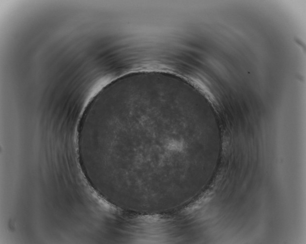 X0000096490990200801311614