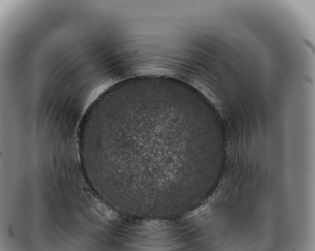 X0000096491022200801311613