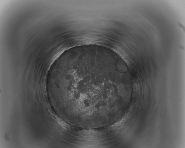 X0000096491023200801311613