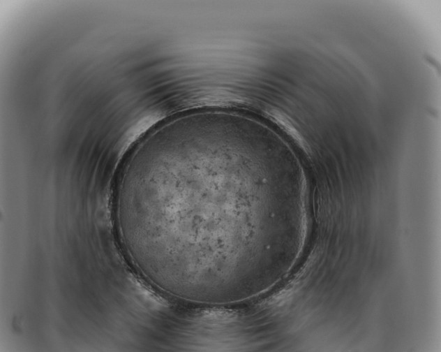 X0000096491026200801311613