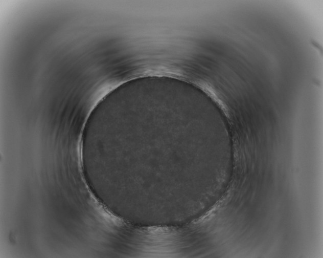 X0000096491032200801311614