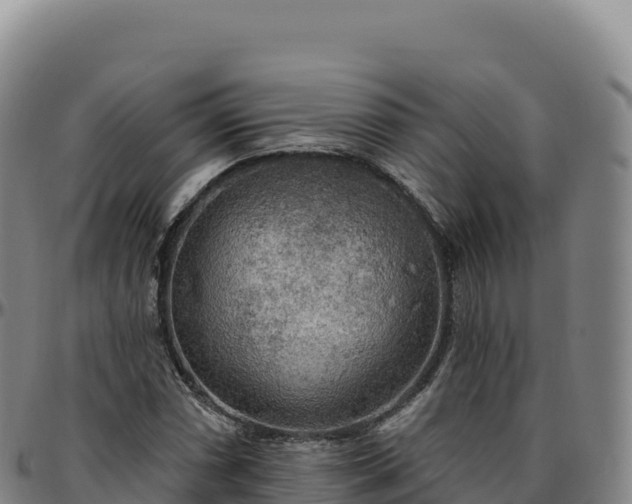 X0000096491066200801311613