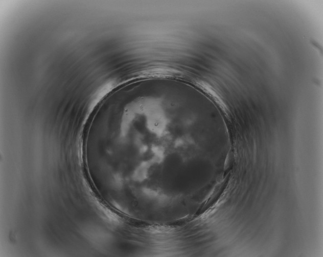 X0000096491083200801311613