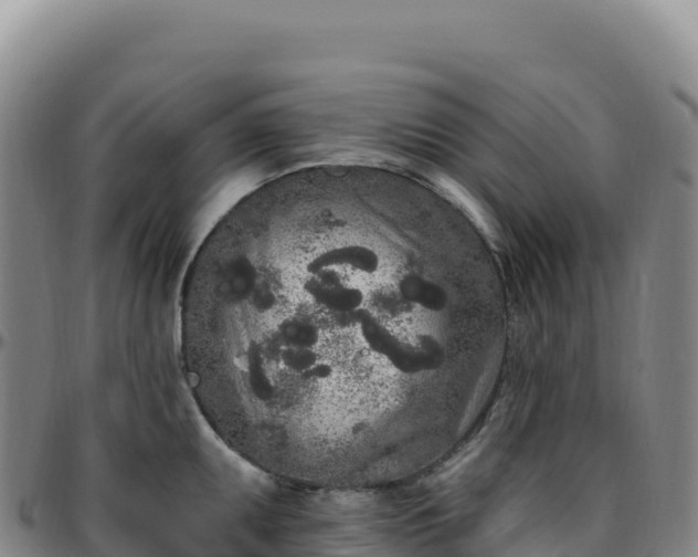 X0000096491095200801311613