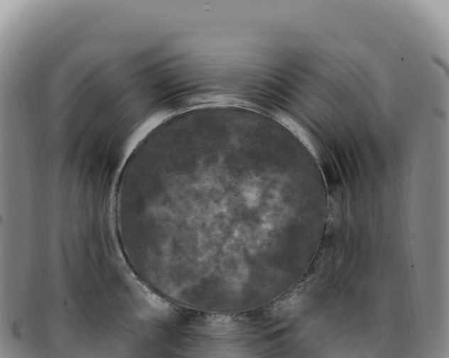 X0000096491098200801311613