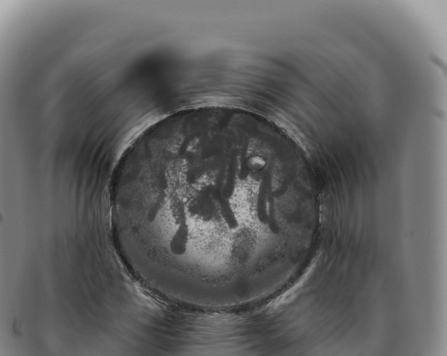 X0000096491117200801311612