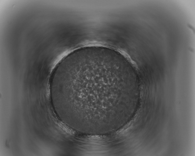 X0000096491167200801311612