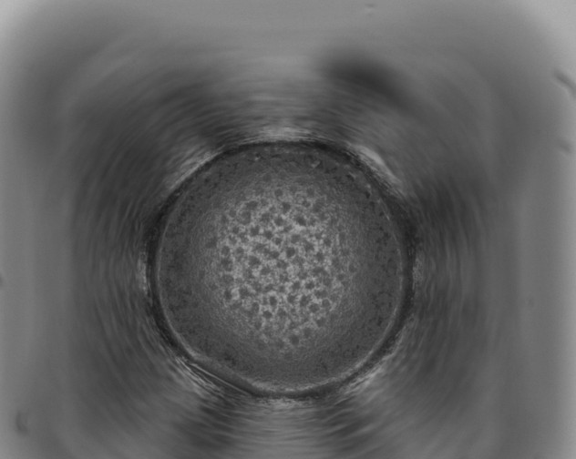 X0000096491209200801311611