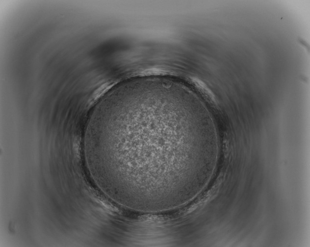 X0000096491217200801311611