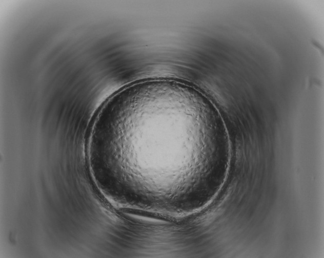 X0000096491226200801311611