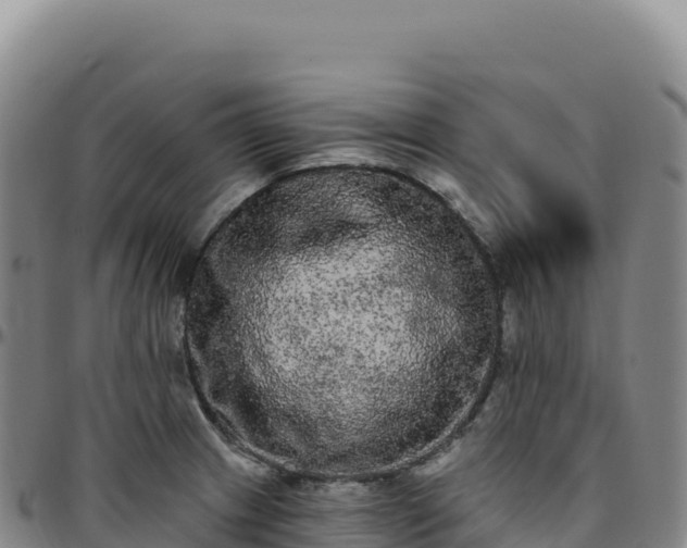 X0000096491233200801311611