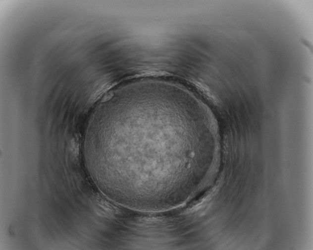 X0000096491257200801311610