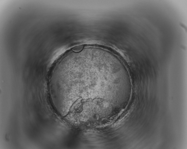 X0000096491263200801311610