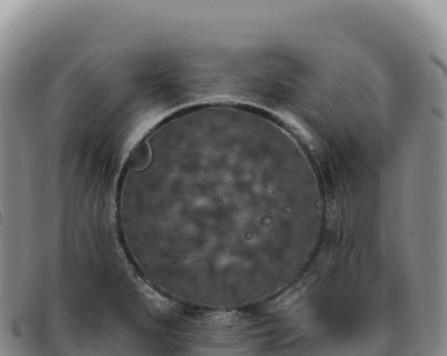 X0000096491279200801311610