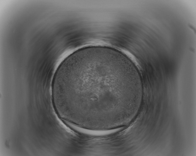 X0000096491335200801311610