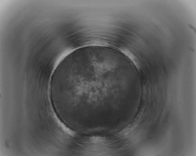 X0000096491379200801311609