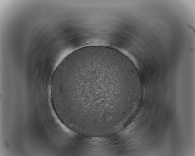 X0000096491383200801311609