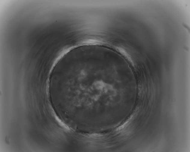 X0000096491421200801311608