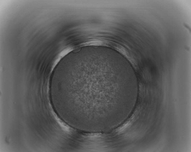 X0000096491426200801311608