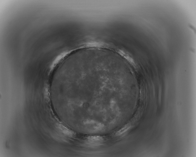 X0000096491454200801311607