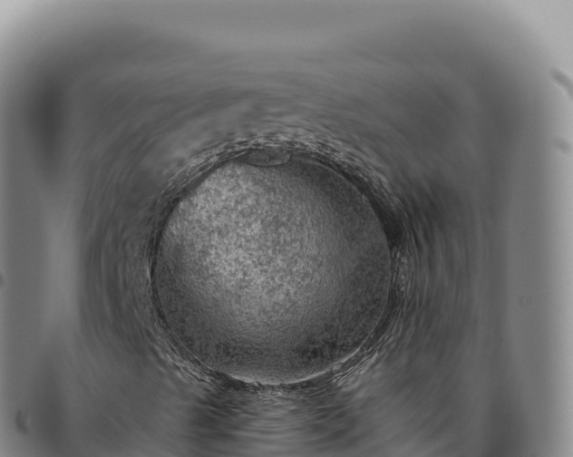 X0000096491489200801311606