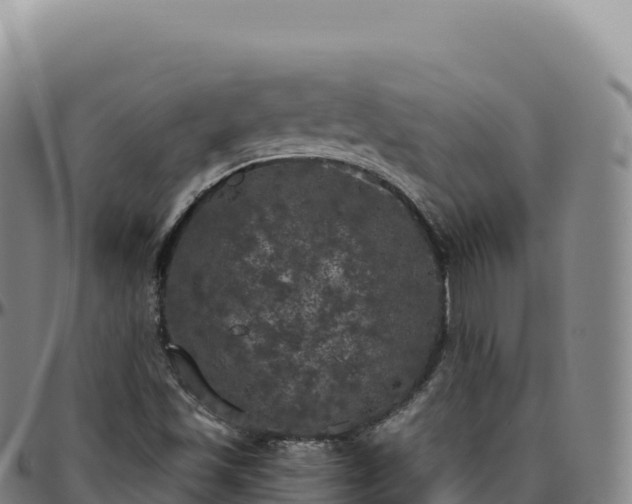 X0000096491501200801311606