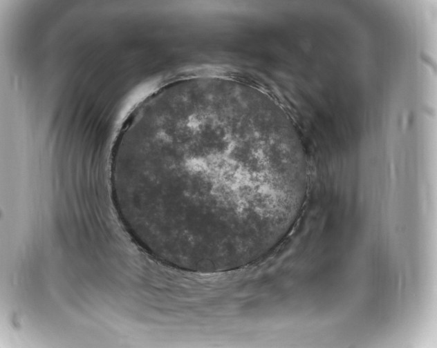 X0000096490006200802071953