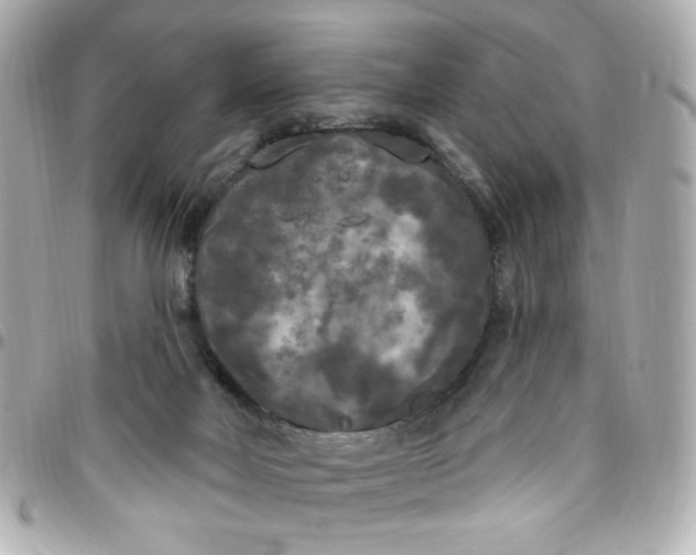 X0000096490026200802071953