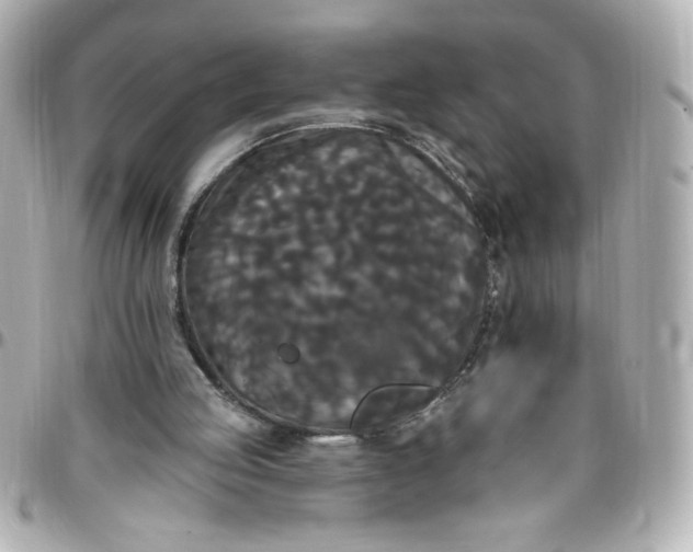 X0000096490053200802071952