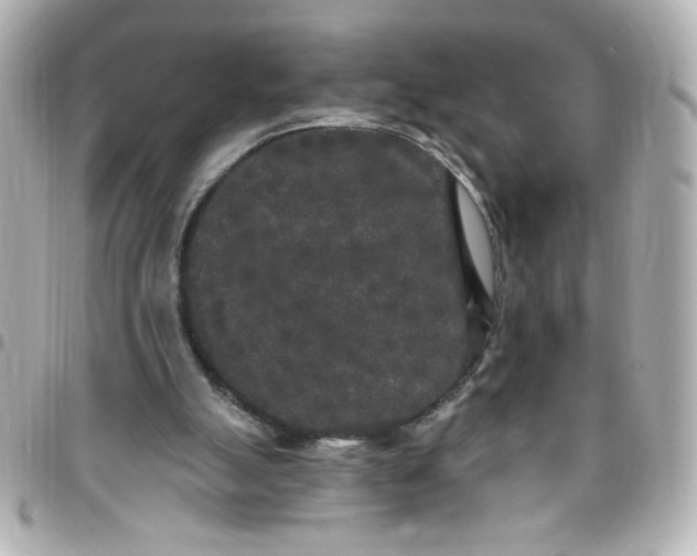 X0000096490055200802071952