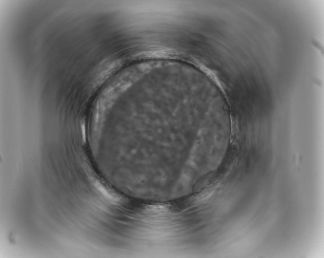 X0000096490061200802071952