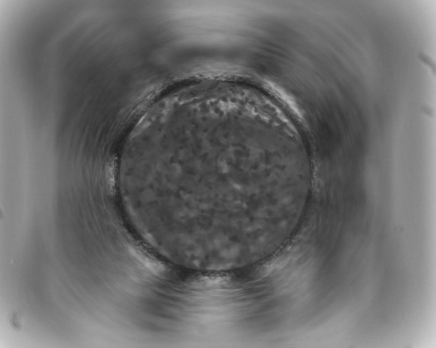 X0000096490065200802071952