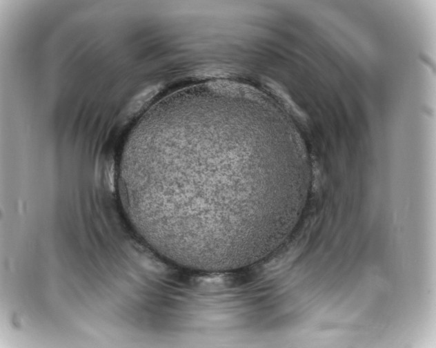 X0000096490068200802071952