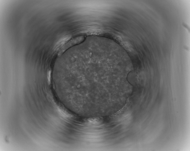 X0000096490070200802071952