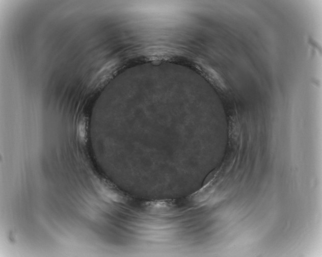 X0000096490074200802071952