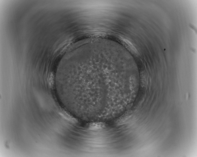 X0000096490077200802071952