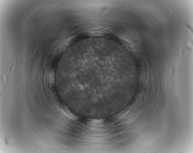 X0000096490081200802071952