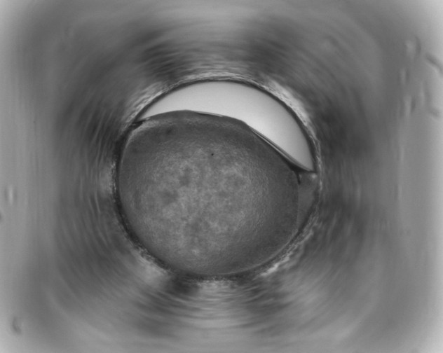 X0000096490105200802071952