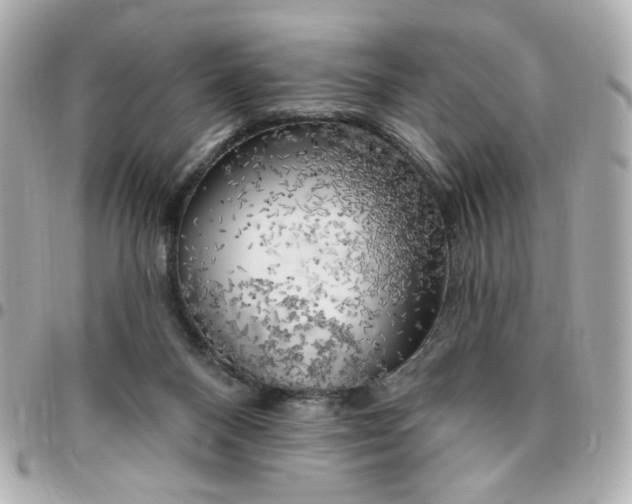 X0000096490120200802071951