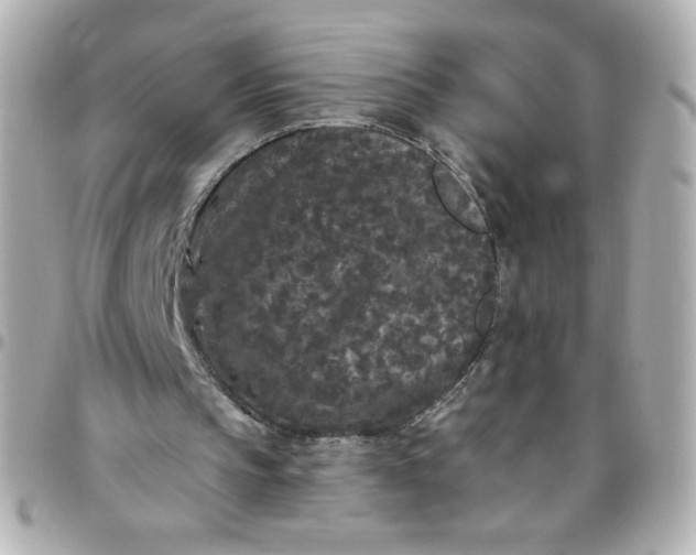 X0000096490145200802071950