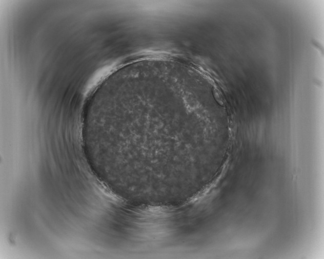 X0000096490149200802071950