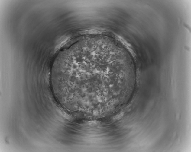 X0000096490153200802071950