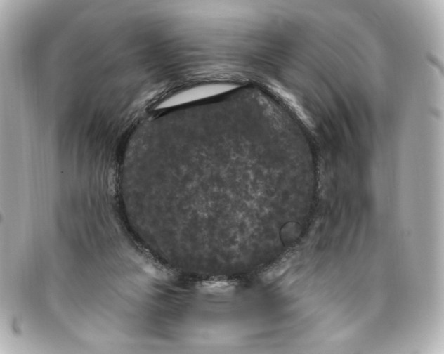 X0000096490161200802071951