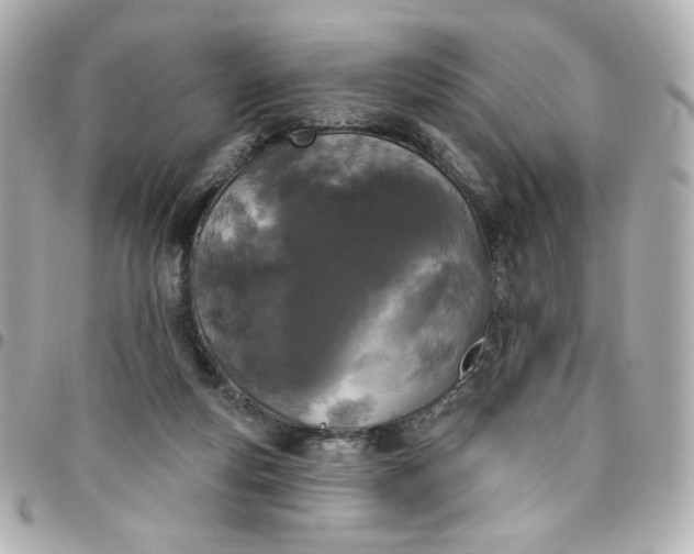 X0000096490163200802071951