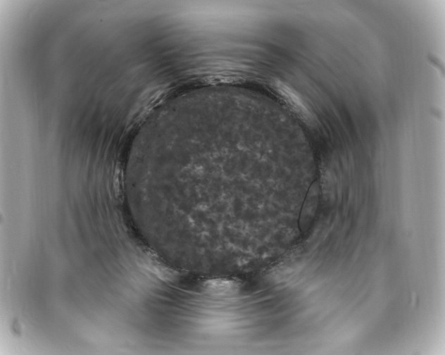 X0000096490169200802071951